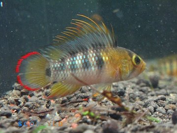 Apisto Sp. Inka50 Super Size Wild