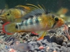 Apisto Sp. Inka50 Super Size Wild