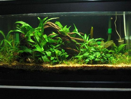 Plant Tank