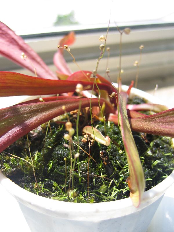 Utricularia sp. emersed