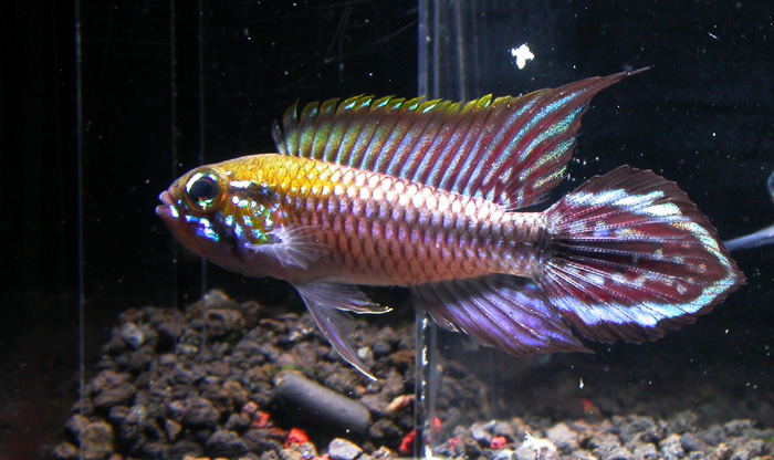 apisto