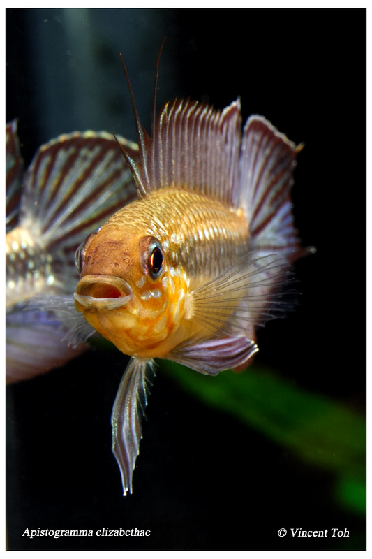 Apistogramma elizabethae