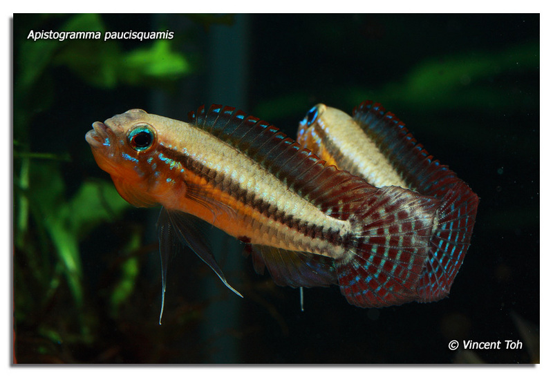 Apistogramma paucisquamis