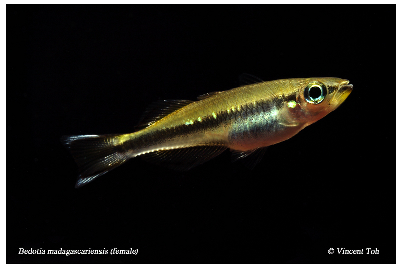 Bedotia madagascariensis (female)