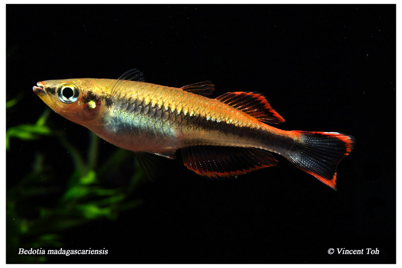 Bedotia madagascariensis (Madagascar Rainbowfish)