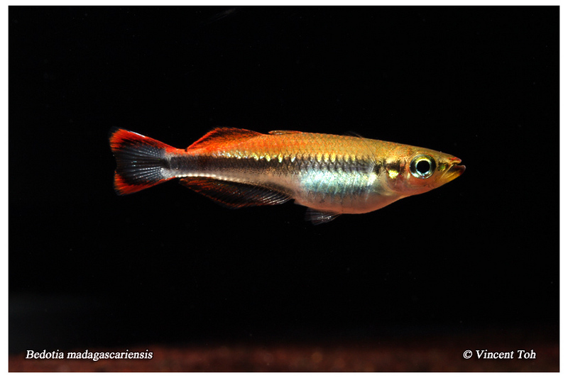 Bedotia madagascariensis (Madagascar Rainbowfish)