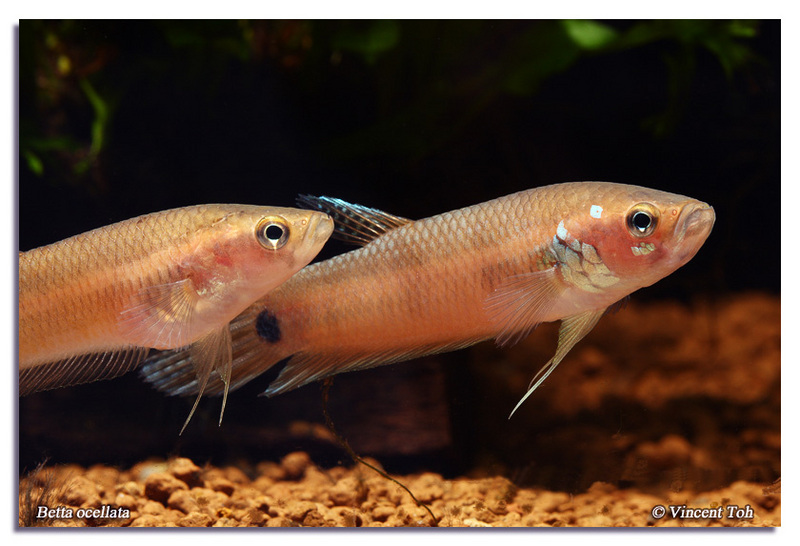 Betta ocellata