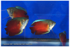 DwarfGourami2ndPrize