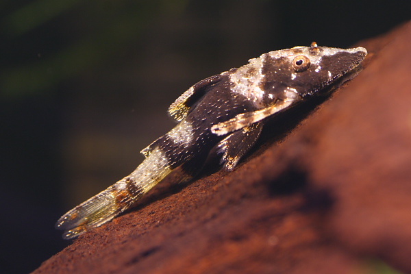 Parotocinclus sp 'Peru'