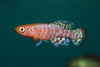 Killifish