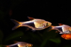 Harlequin rasbora