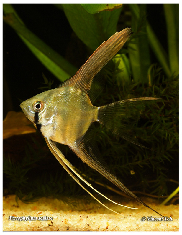 Pterophyllum scalare