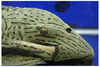 Plecoclass23rdhead