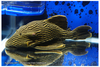 Plecoclass31stfullbody