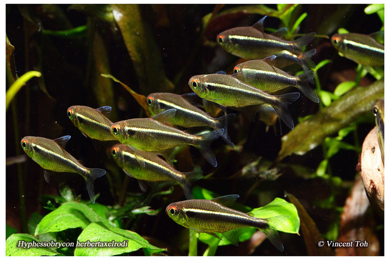 School of Black Neon Tetras