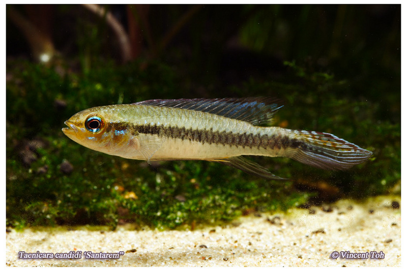 Taenicara candidi "Santarem"