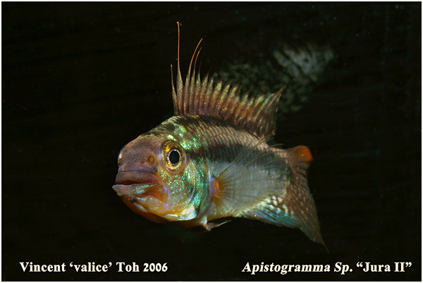 Apistogramma sp. Jura II