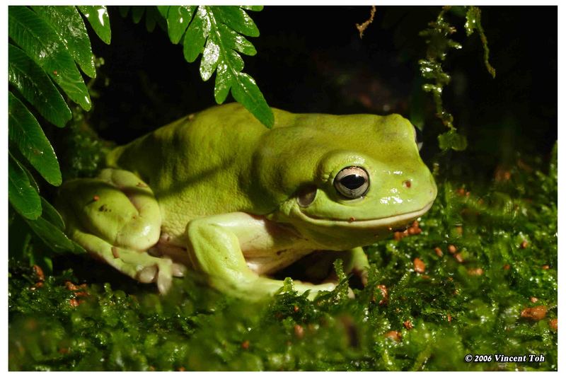 White's Tree Frog