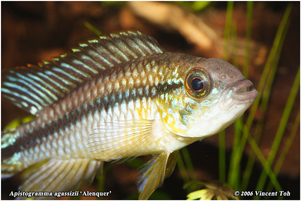 A. agassizii 'Alenquer'