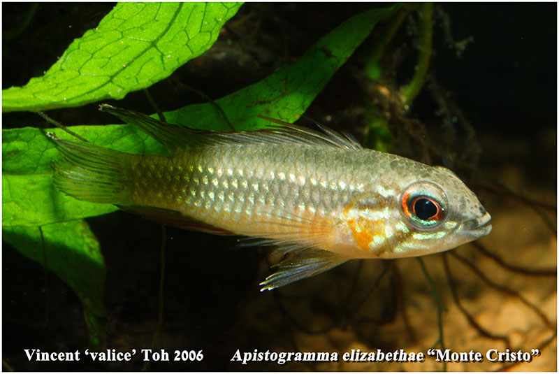 Apistogramma elizabethae "Monte Cristo"