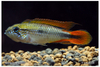 Apistogramma agassizii "Super Red"