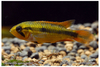 Apistogramma agassizii "Super Red" (female)