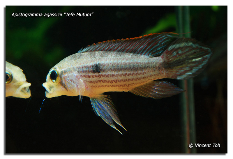 Apistogramma agassizii "Tefe"