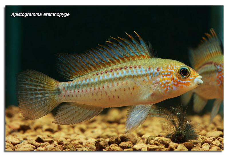 Apistogramma eremnopyge