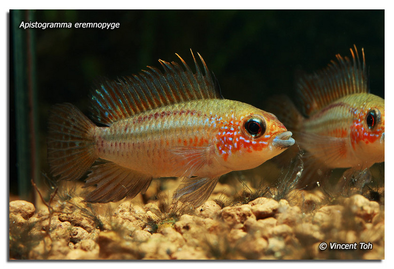 Apistogramma eremnopyge - red face