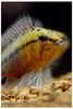 Apistogramma hongsloi "Rotstrich"