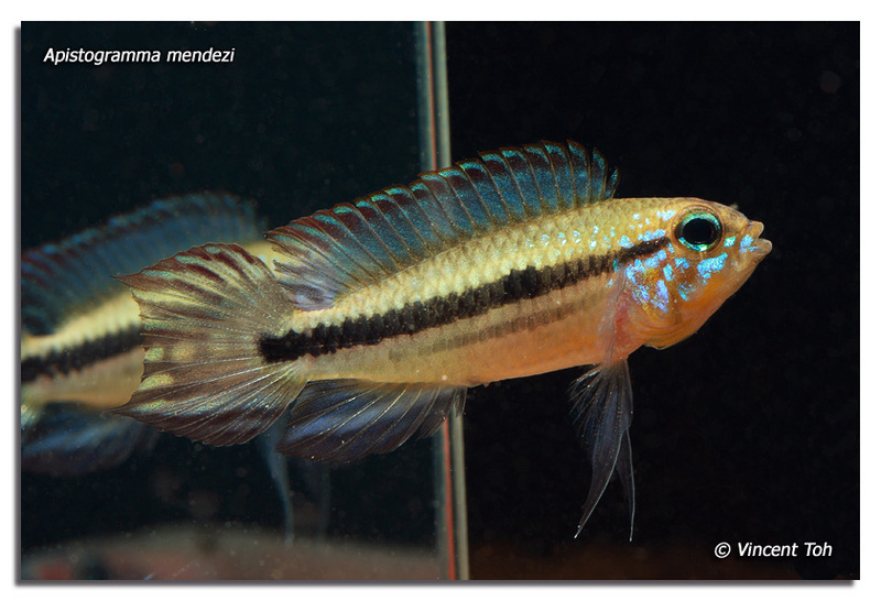 Apistogramma mendezi