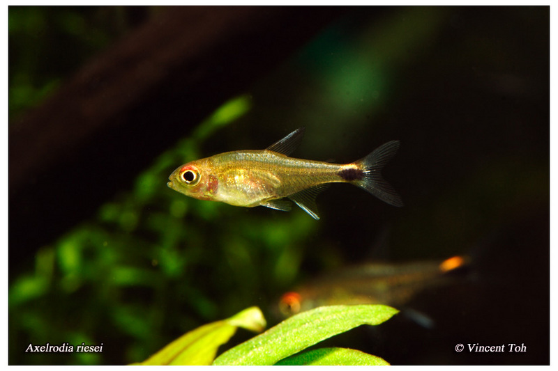 Axelrodia riesei - Ruby Tetra