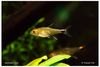 Axelrodia riesei - Ruby Tetra