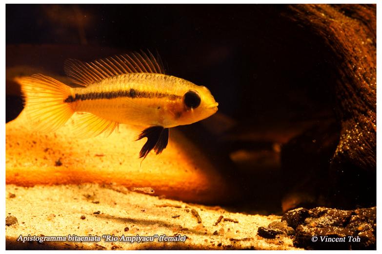 Apistogramma bitaeniata "Rio Ampiyacu" female