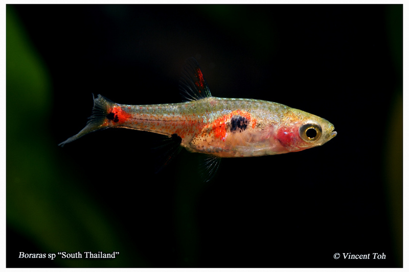 Boraras sp "South Thailand"