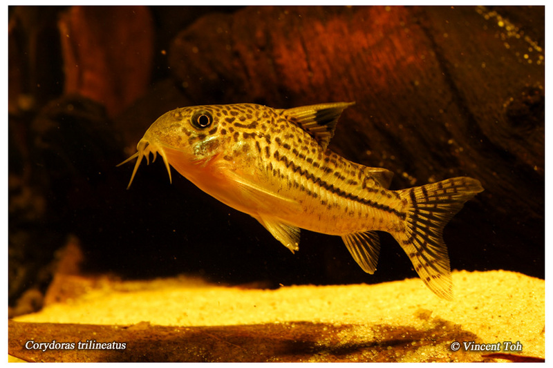 Corydoras trilineatus