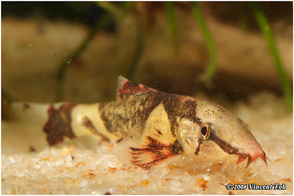 Saddleback Loach - Homaloptera sp