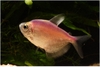 Dyed characin 2