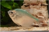 Dyed characin 4