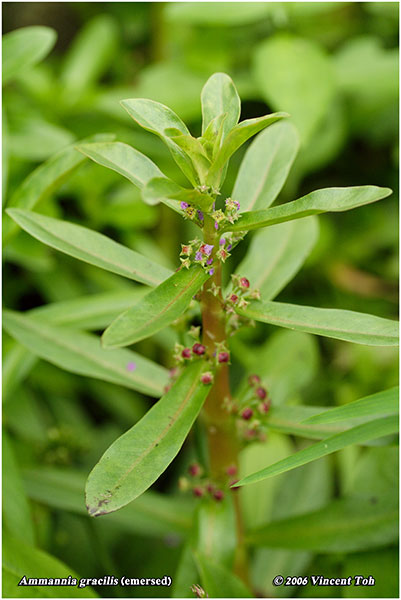 Emersed Ammannia gracilis