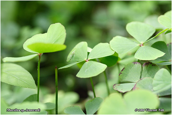 Emersed Marsilea sp.