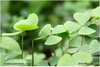 Emersed Marsilea sp.