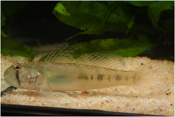 Dragon goby female