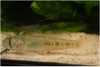 Dragon goby female