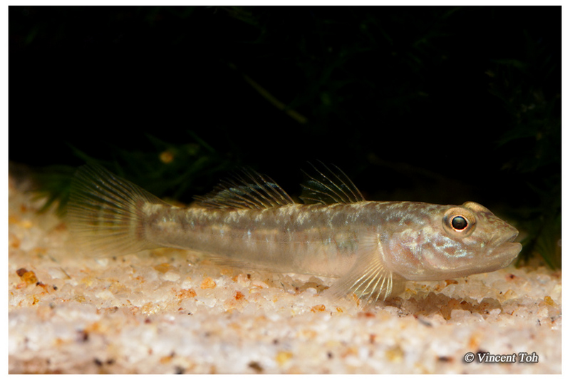 Unknown longkang goby