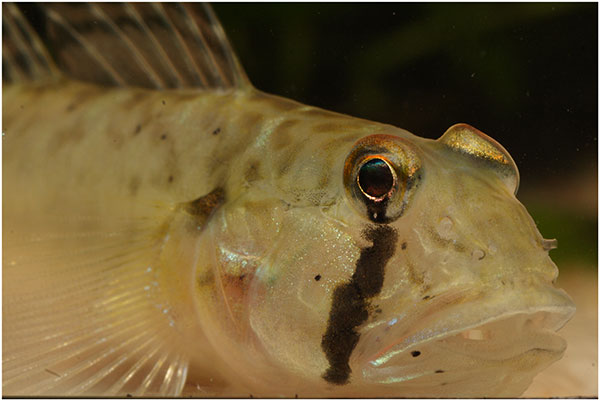 Dragon goby head