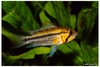 Apistogramma sp