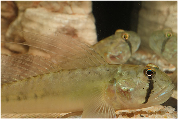 Dragon goby couple