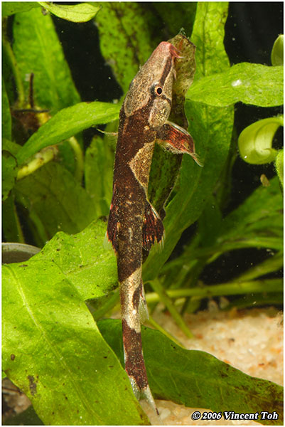 Saddleback Loach - Homaloptera sp