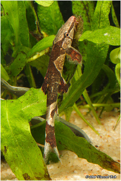 Saddleback Loach - Homaloptera sp